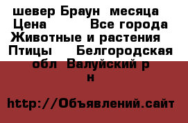 шевер Браун 2месяца › Цена ­ 200 - Все города Животные и растения » Птицы   . Белгородская обл.,Валуйский р-н